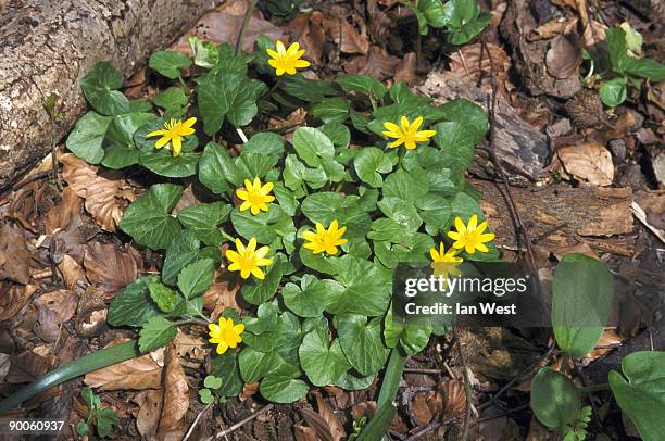 lesser celandine ranunculus ficaria in leaf litter. april hampshire, u.k. - ian lesser stock pictures, royalty-free photos & images