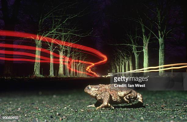 common toad bufo bufo crossing road car lights. hampshire - common toad stock pictures, royalty-free photos & images