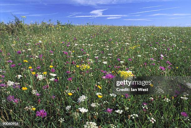 old winchester hill. august. - ragwort stock pictures, royalty-free photos & images