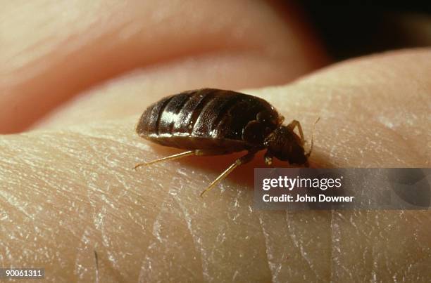 bedbug: cimex lectularius  taking blood  uk - tierfinger stock-fotos und bilder