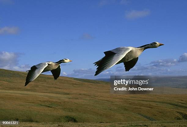 bar-headed geese: anser indicus  in flight - anser indicus stock pictures, royalty-free photos & images