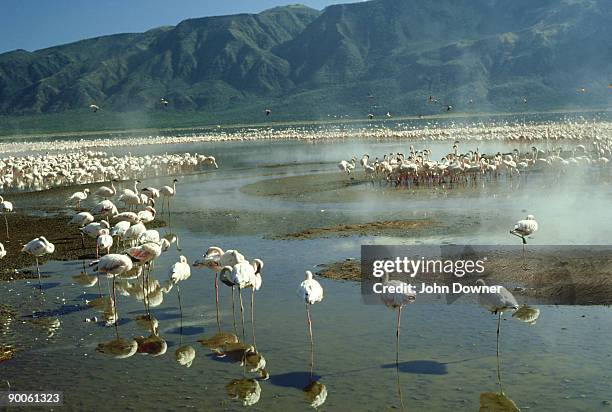 lesser flamingoes: phoeniconaias minor  lake bogoria, kenya - lago bogoria foto e immagini stock