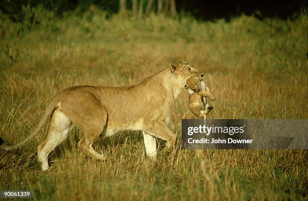 lion: panthera leo  carrying cub - lion cub stock-fotos und bilder