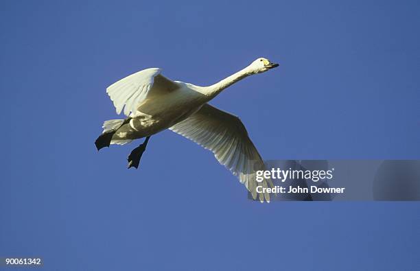 bewicks swan: cygnus columbianus  in flight  slimbridge uk. - cygnus columbianus stock pictures, royalty-free photos & images