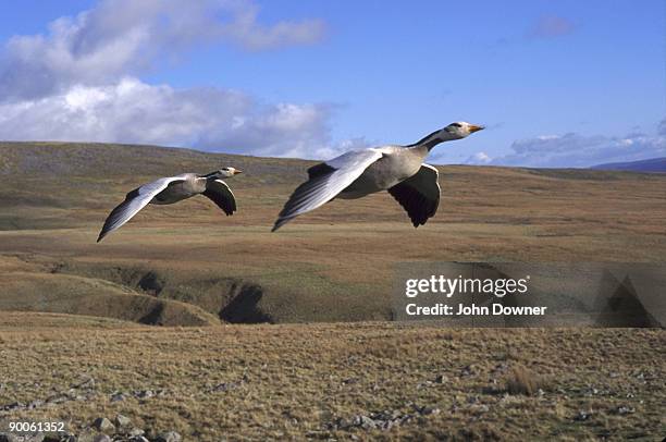 bar-headed geese anser indicus in flight - anser indicus stock pictures, royalty-free photos & images