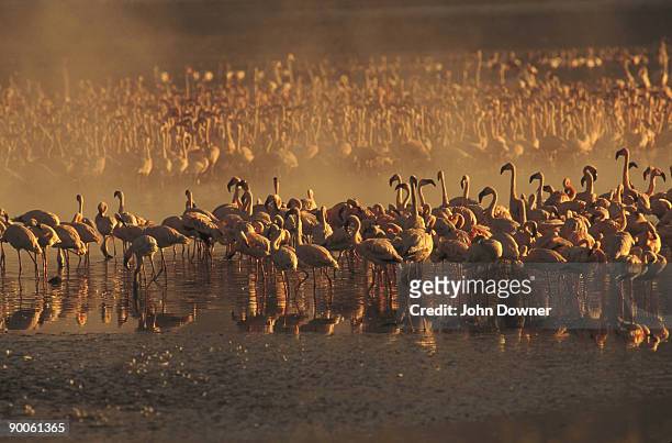 lesser flamingos - lago bogoria foto e immagini stock