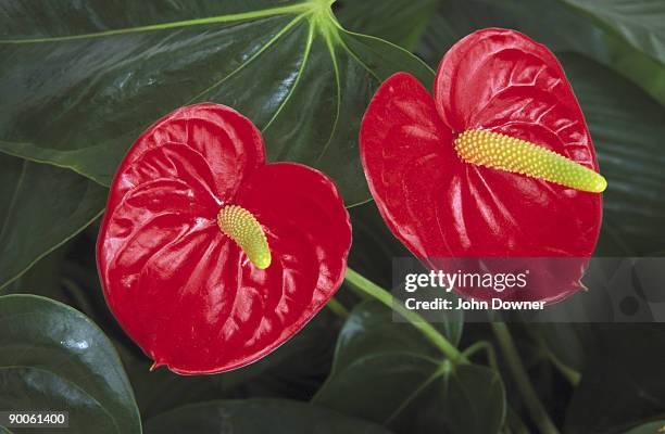 flamingo plant anthurium andreanum house plant s. america - flamingo lily stock pictures, royalty-free photos & images
