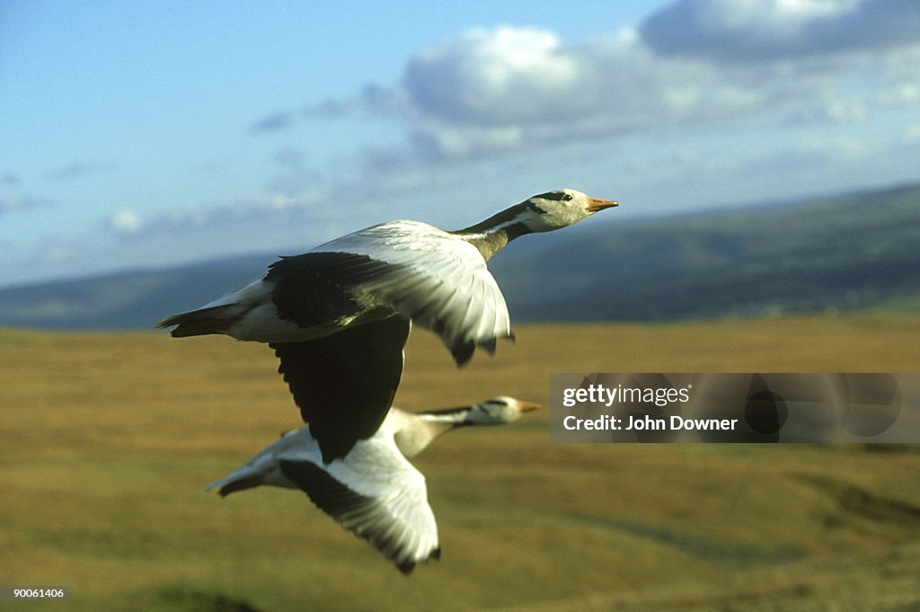 Bar-headed geese, anser indicus, in flight