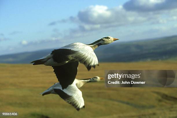 bar-headed geese, anser indicus, in flight - anser indicus stock pictures, royalty-free photos & images