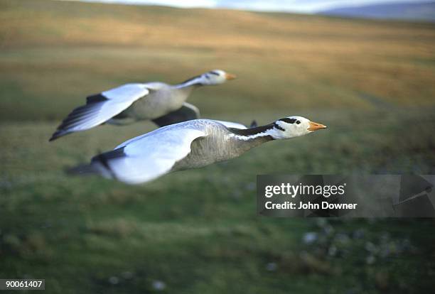 bar-headed geese, anser indicus, in flight - anser indicus stock pictures, royalty-free photos & images