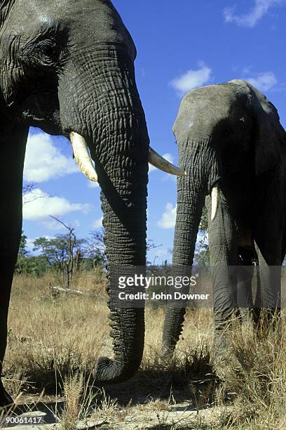 african elephant: loxodonta africana  zimbabwe - african elephant stock pictures, royalty-free photos & images