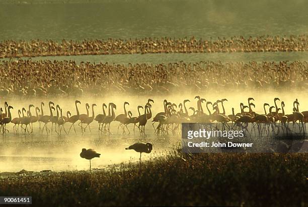 lesser flamingos, phoeniconaias minor, at dawn, lake bogoria, kenya - lago bogoria foto e immagini stock