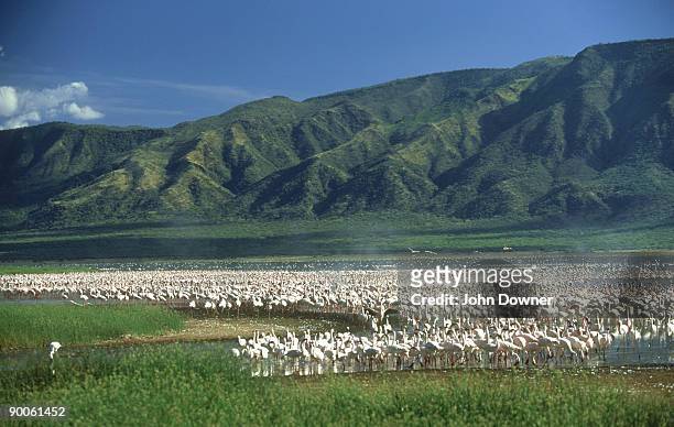 lesser flamingos, phoeniconaias minor, lake bogoria, kenya - lake bogoria stock pictures, royalty-free photos & images