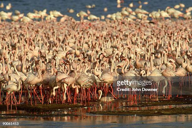 lesser flamingos, phoeniconaias minor, lake bogoria, kenya - lago bogoria foto e immagini stock