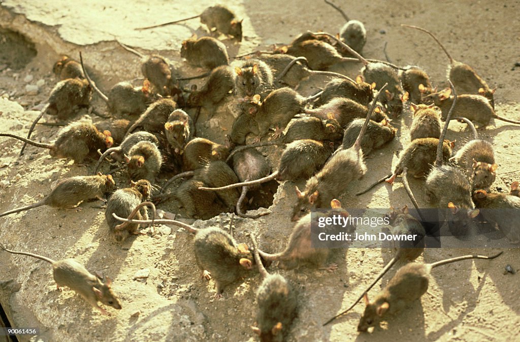 Black rats, rattus rattus, plague, india