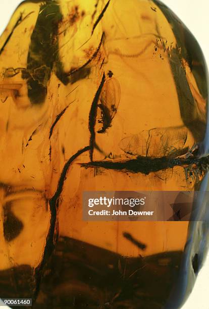 flying ant trapped in 30 million year old amber, mexico - bernstein stock-fotos und bilder