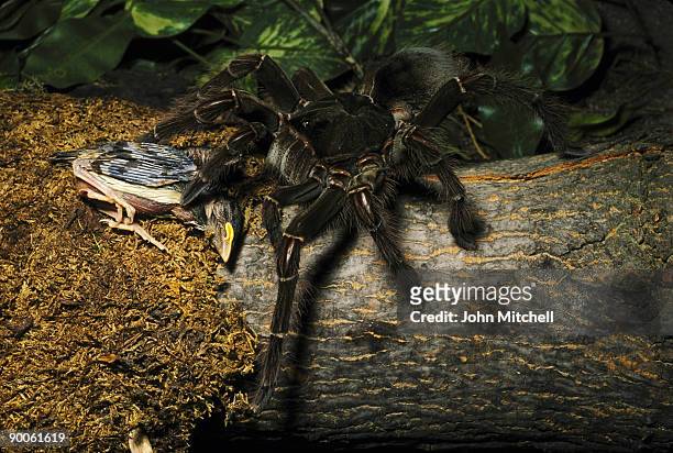 bird eating spider - theraphosa blondi stock pictures, royalty-free photos & images