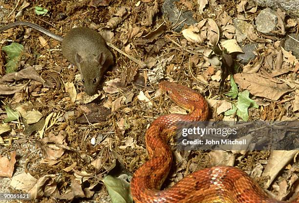 corn snake, elaphe guttata, with prey - corn snake stockfoto's en -beelden
