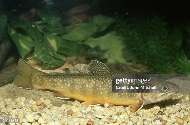 brook trout: salvelinus frontinalis  canada - brook mitchell stock pictures, royalty-free photos & images