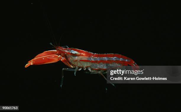 candy-stripe piston prawn, alpheus astrinx, swimming, point turton, sa, australia - technicolor sa stock pictures, royalty-free photos & images