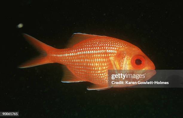 red snapper: centroberyx gerrardi  a prized eating fish  kan garoo is., sa, australia - technicolor sa stock pictures, royalty-free photos & images