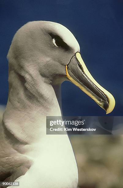 northern bullers albatross: diomedea bulleri platei portra it.middle sister isle chatham islands, n.zealand - bullers albatross stock pictures, royalty-free photos & images