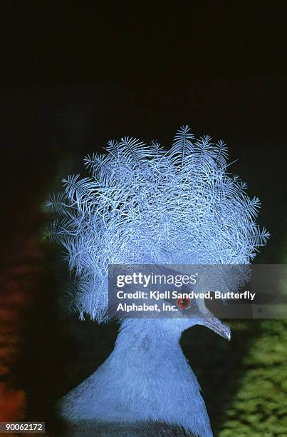 crowned pigeon: goura goura  new guinea - columbiformes stock-fotos und bilder