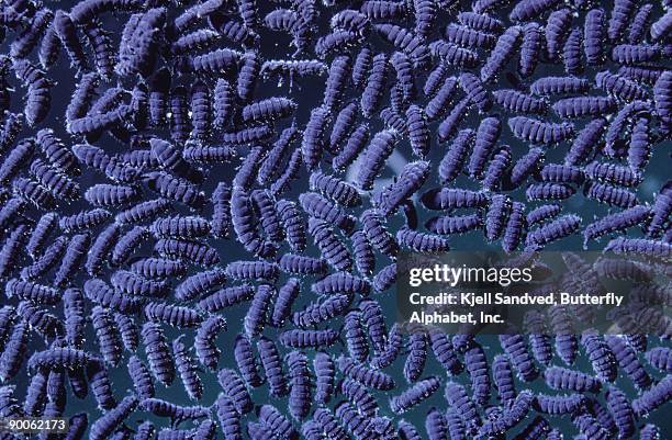 springtails: on water surface - collembola stock pictures, royalty-free photos & images