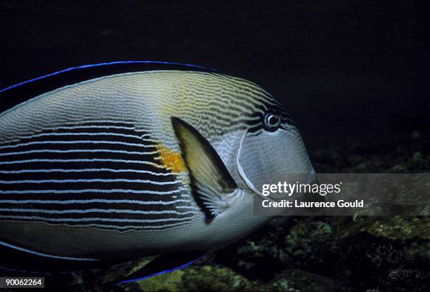 surgeon fish acanthurus shoal red sea - acanthurus sohal stock pictures, royalty-free photos & images