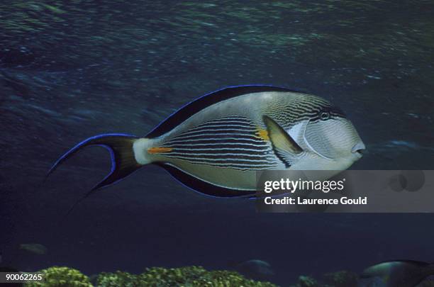 surgeon fish acanthurus sohal red sea - acanthurus sohal stock pictures, royalty-free photos & images