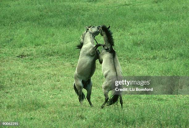 tarpan: equs caballus  males fighting  poland - tarpan stock-fotos und bilder