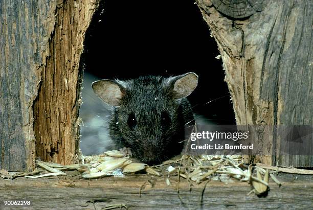 house mouse mus musculus - liz peek imagens e fotografias de stock