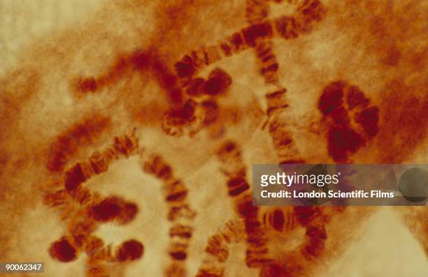 chromosomes drosophila sp from salivary gland x 350 - exocrine gland stock pictures, royalty-free photos & images