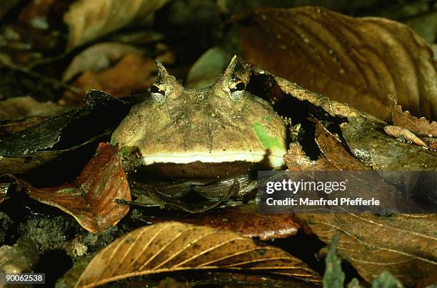 amazon horned frog: ceratophrys cornuta, blending with the leaf litter, manu np, peru - horned frog stock pictures, royalty-free photos & images