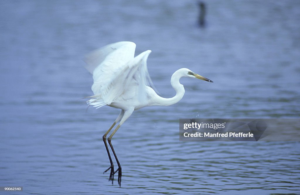 Great white egret: egretta alba  fishing  keoladeo n.p. indi a