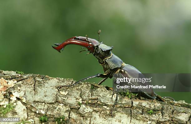 stag beetle: lucanus cervus  germany - abadejo imagens e fotografias de stock