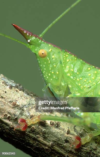 331 Tettigoniidae Katydid Stock Photos and High-Res Images - Getty