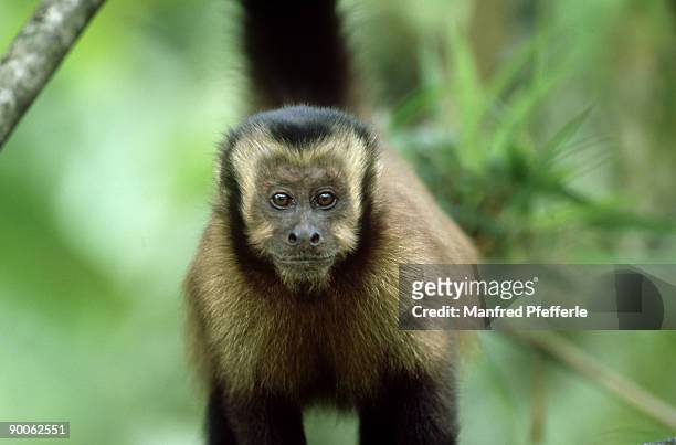brown capuchin monkey: cebus apella  manu np, peru - cebidae stock pictures, royalty-free photos & images