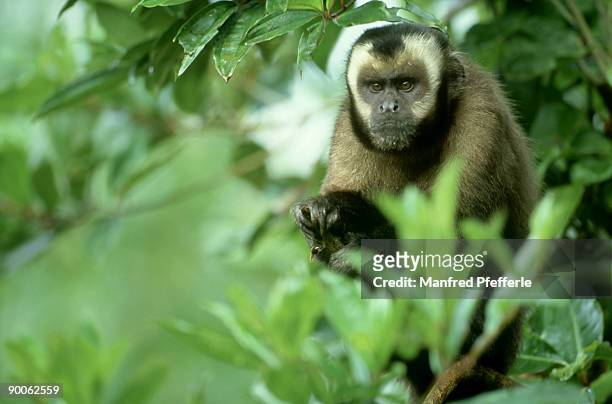 brown capuchin monkey: cebus apella  dominant male  manu np, peru - cebidae stock pictures, royalty-free photos & images