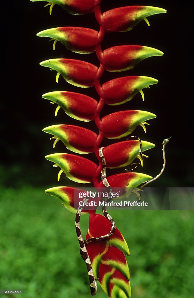 Blunt-headed tree snake: imantodes cenchoa on heliconia ros trata rio tambopata, peru