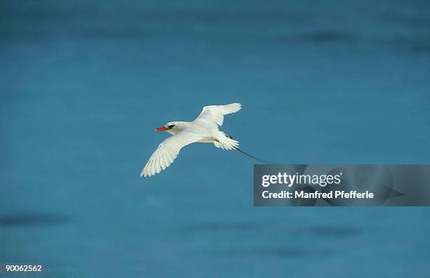 red-tailed tropicbird: phaethon rubricauda,  in flight,  sand island, midway atoll - midway atoll stock-fotos und bilder