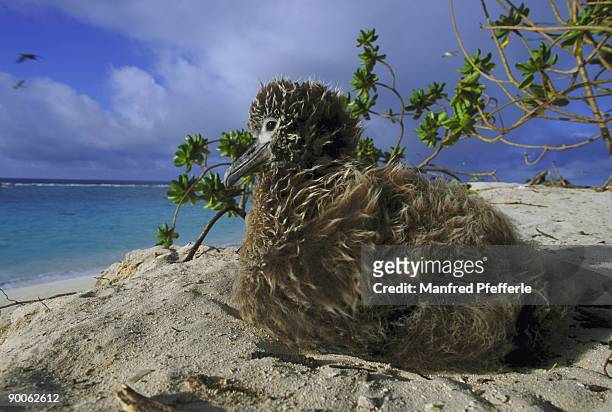 laysan albatross diomedea immutabilis nestling 8 weeks old sand island, midway atoll - midway atoll bildbanksfoton och bilder
