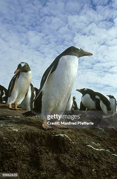 gentoo penguin, pygoscelis papua, sea lion island, falklands - ilha dos leões marinhos ilhas malvinas imagens e fotografias de stock