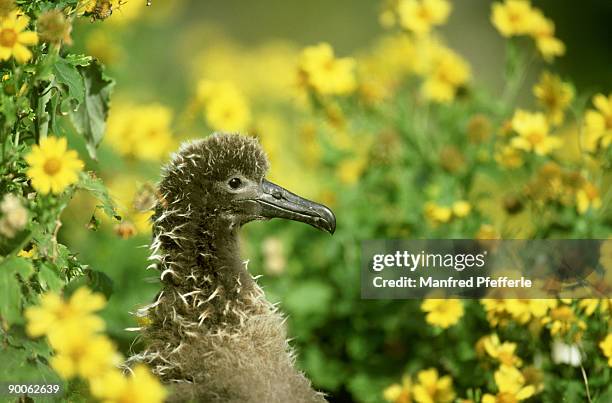 laysan albatross, diomedea immutabilis, nestling, sand is, midway atoll - midway atoll bildbanksfoton och bilder