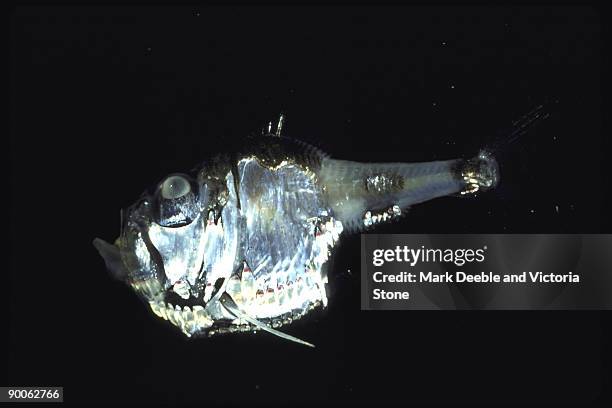 deep water hatchet fish - bioluminescence stock pictures, royalty-free photos & images