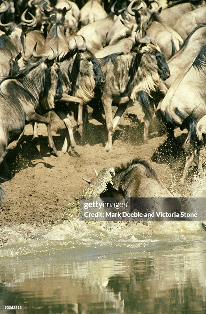 Nile crocodile, Crocodylus niloticus, attacking wildebeest