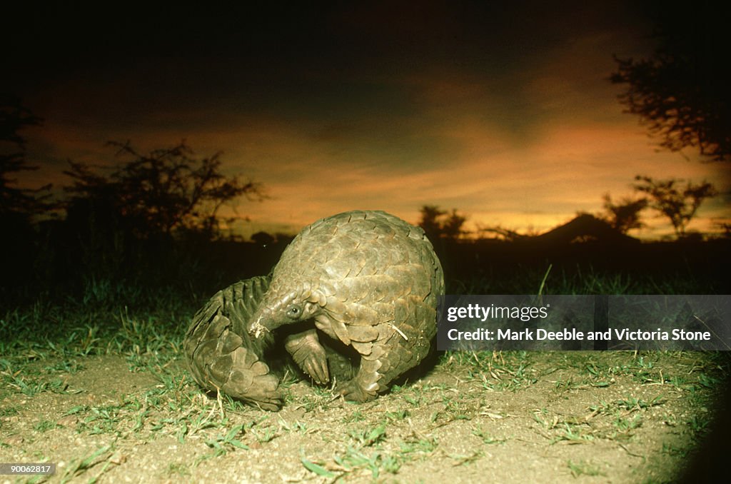 Pangolin, manis temmincki, serengeti, tanzania
