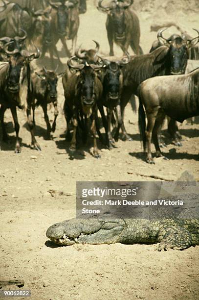 nile crocodile, crocodylus niloticus, with wildebeest, serengeti,tanz - grumeti stock pictures, royalty-free photos & images