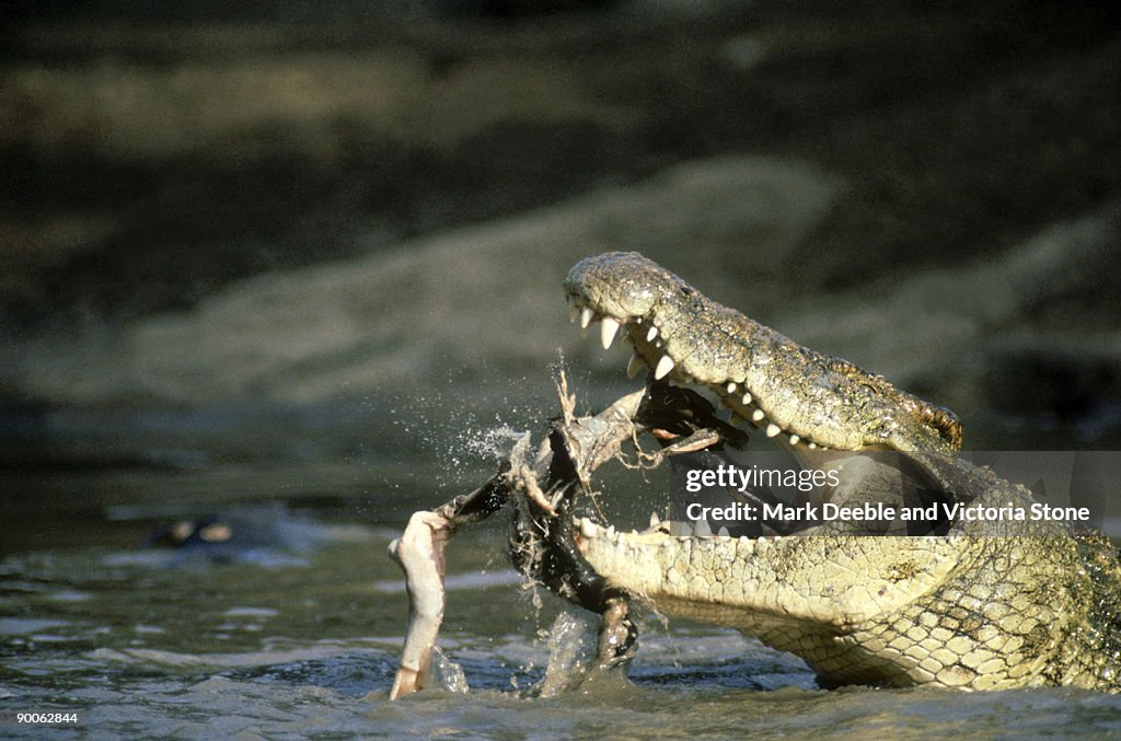 Crocodile: crocodylus niloticus  eating wildebeest  grumeti river, serengeti, tz