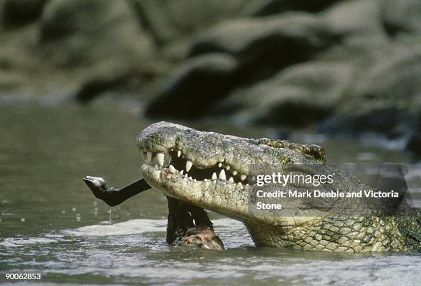 crocodile: crocodylus niloticus  eating wildebeest  grumeti river, serengeti,tz - grumeti stock pictures, royalty-free photos & images